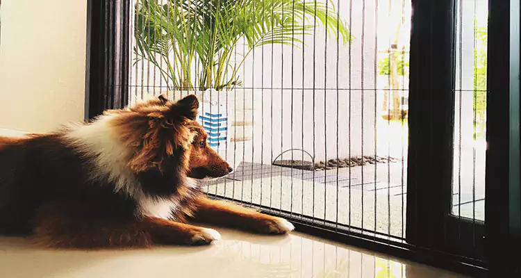 Sliding Screen Pet Door Repair in The Acreage, FL