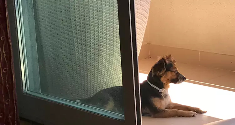 French Door Pet Screen Repair in The Acreage, FL